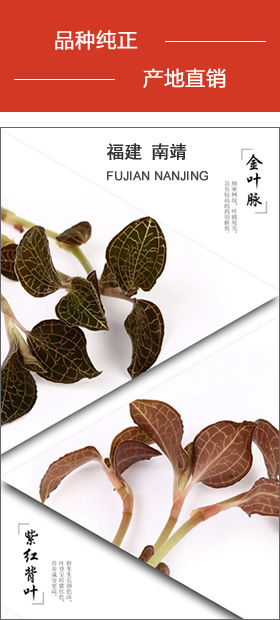 南靖金線(xiàn)蓮 品種純正，產(chǎn)地直銷(xiāo)