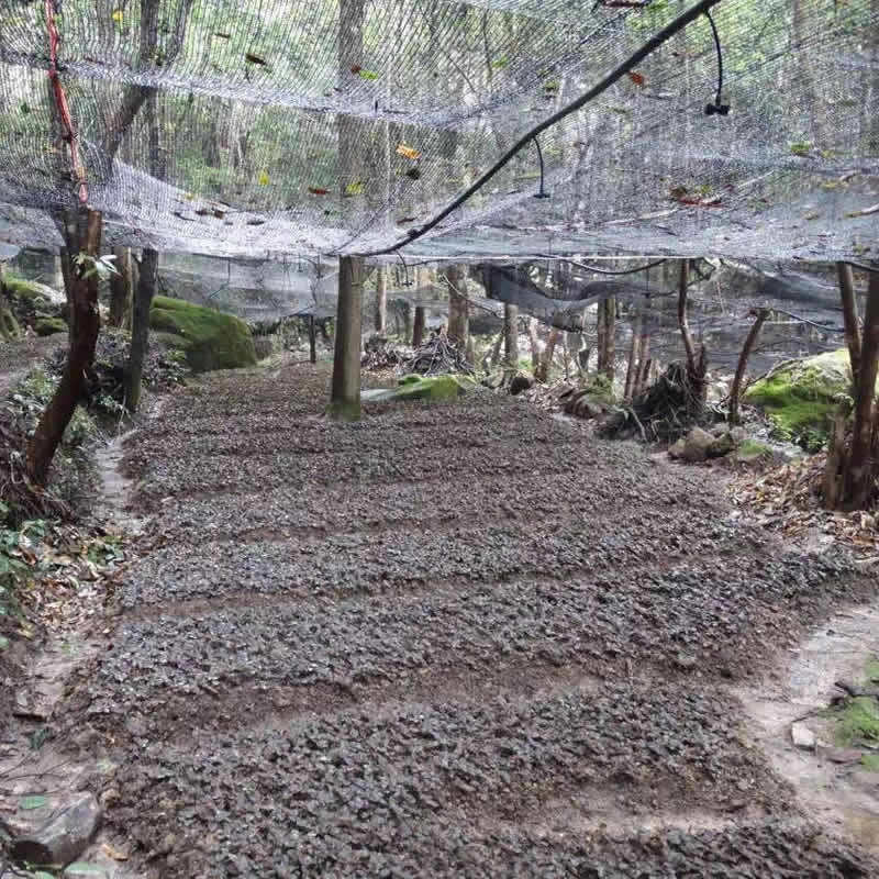 金線(xiàn)蓮、石斛林下種植基地